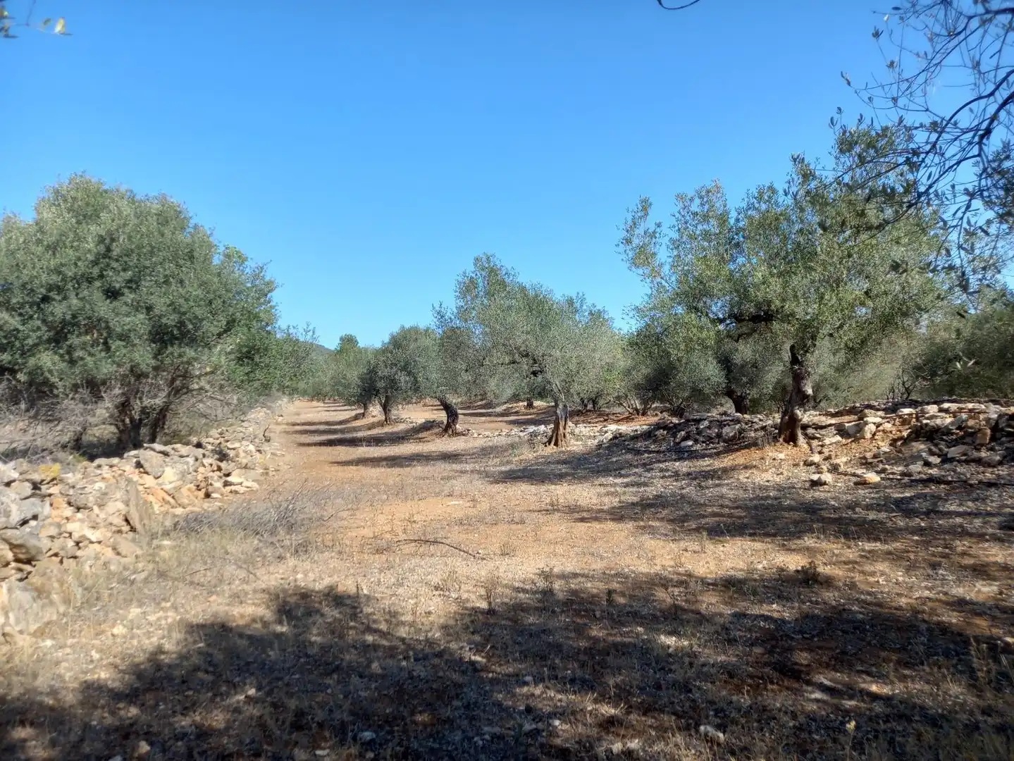 Terrain rustique à vendre à Rasquera, imagen 4