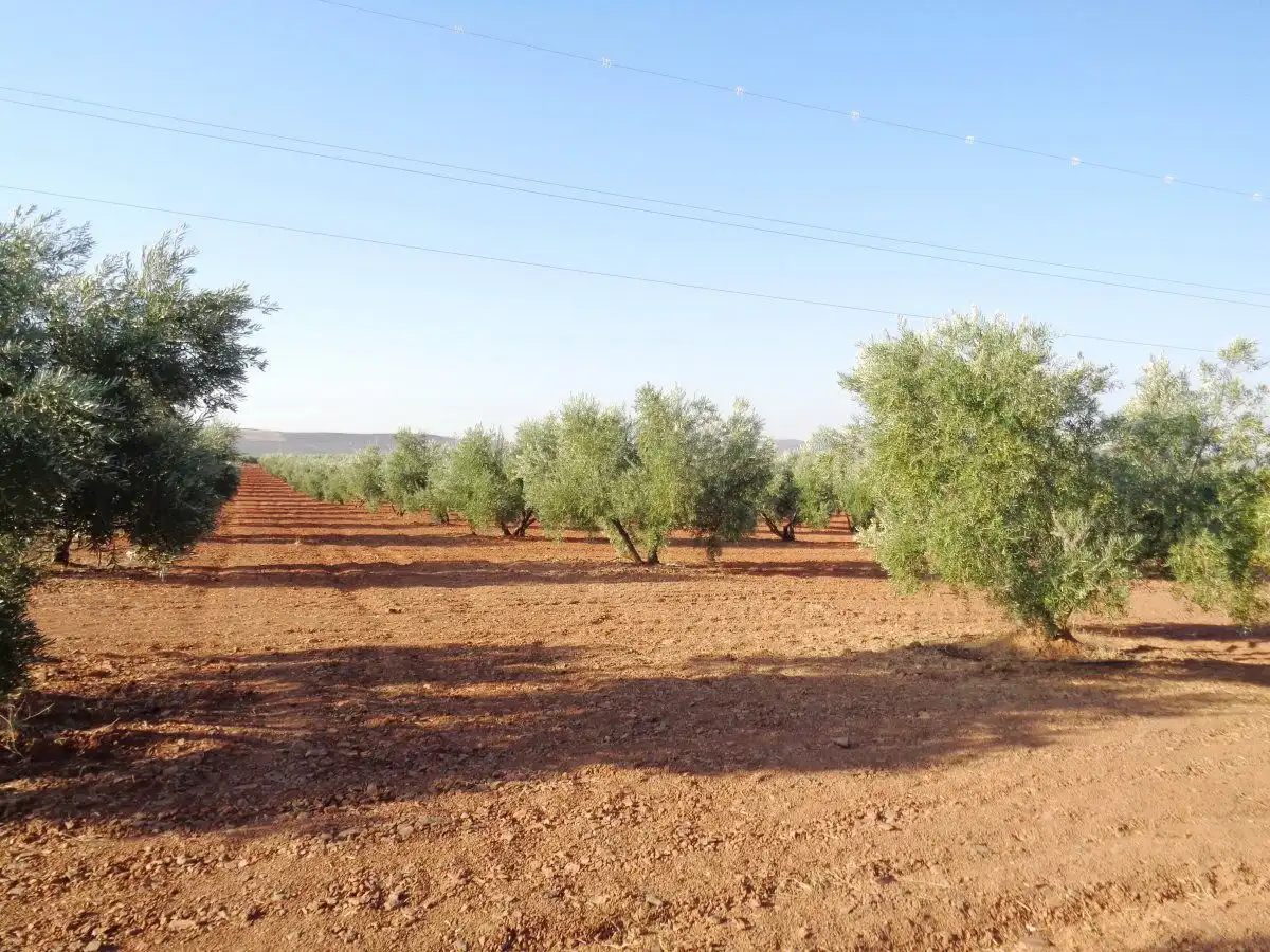 Country homes for sale in Moral de Calatrava