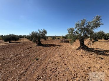 Terrenys i solars en venda a Almendralejo