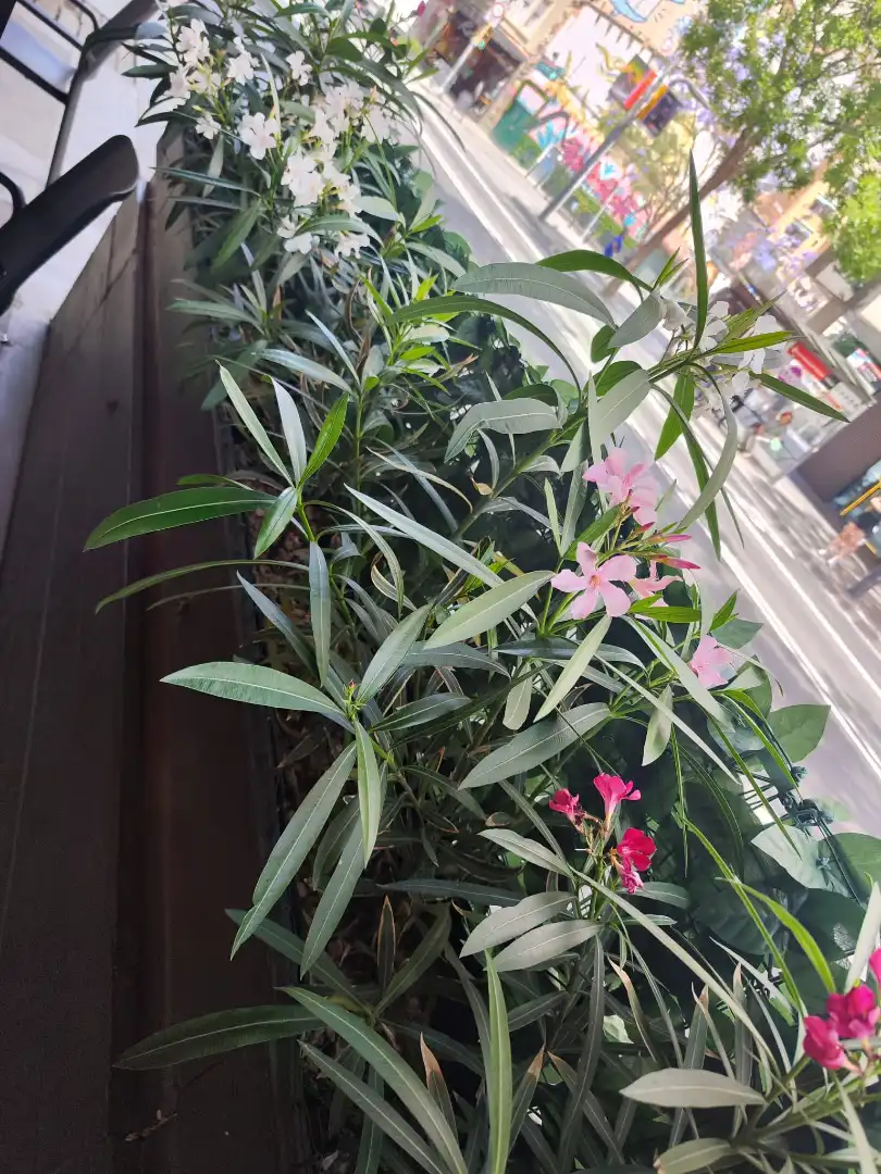 Jardín de Local en traspaso en Barcelona con Amueblado