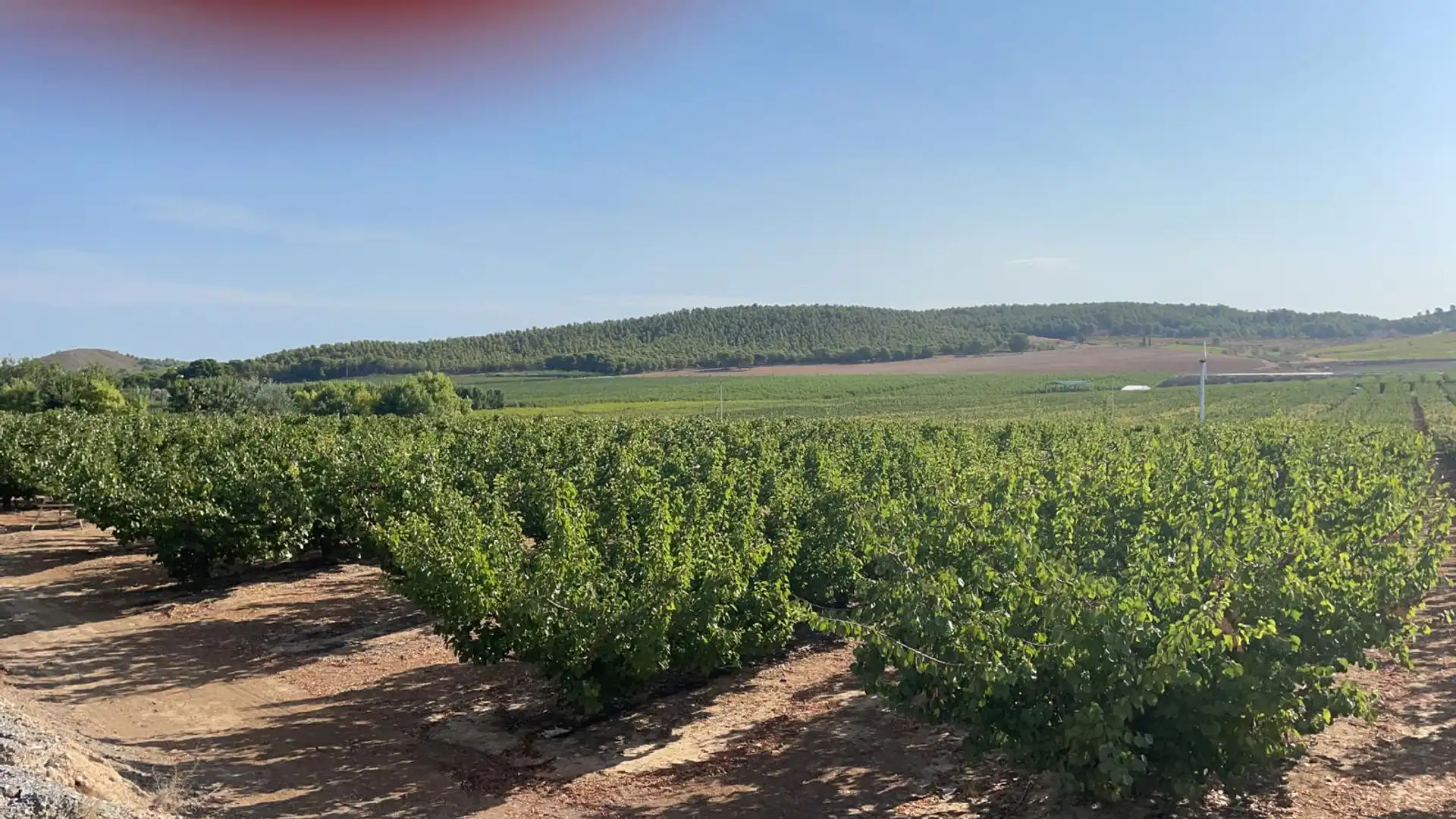 Terreno en venta en Jumilla