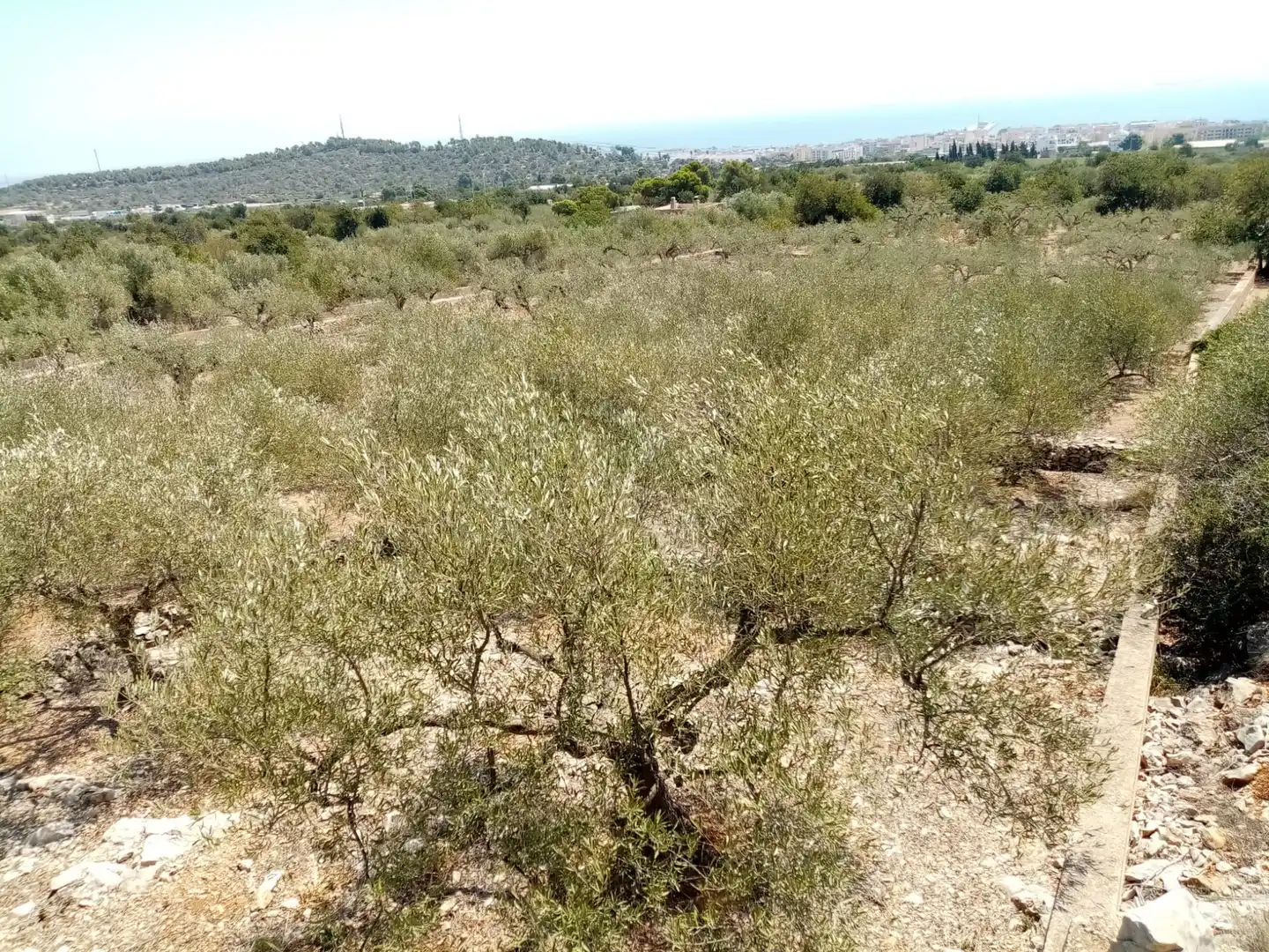 Rustikales Grundstück zum Verkauf in Vial Camino, imagen 6