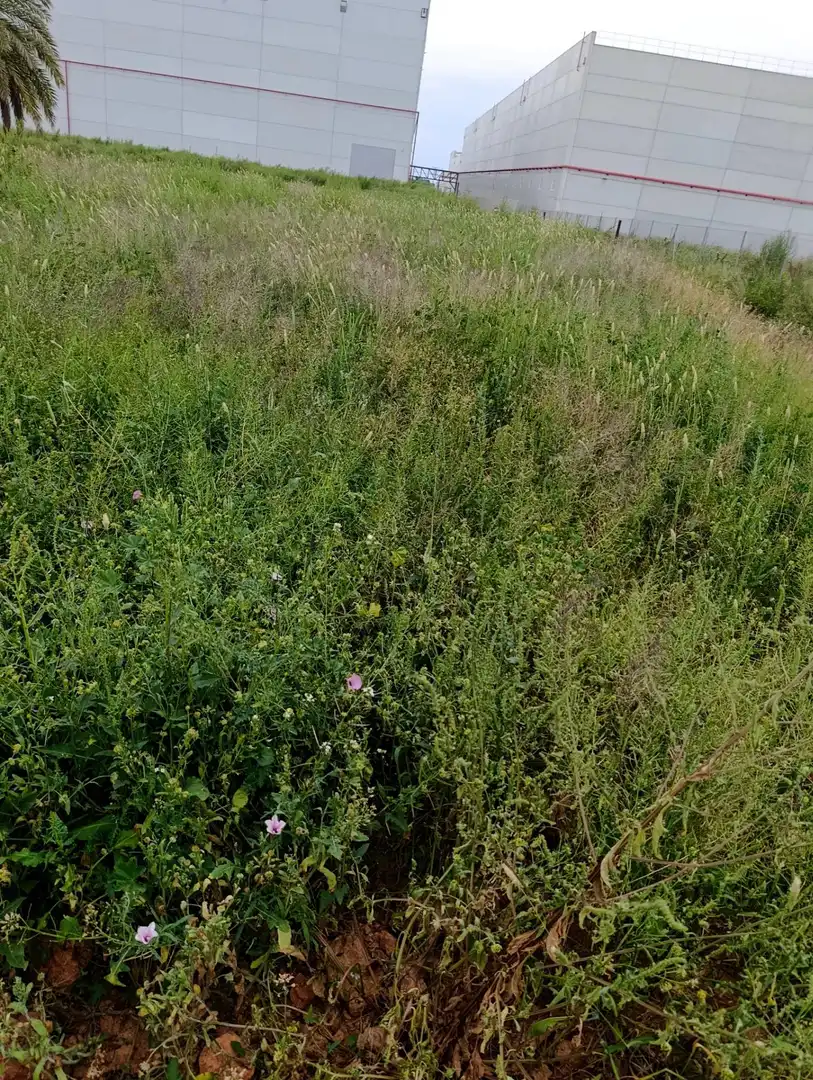 Industrial land for sale in Fortuna