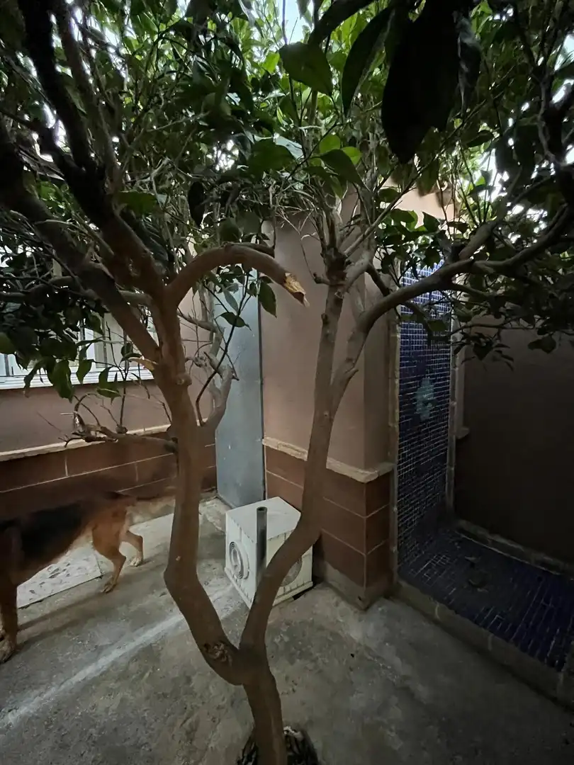 Garden of Houses for sale in Chiclana de la Frontera  with Private garden