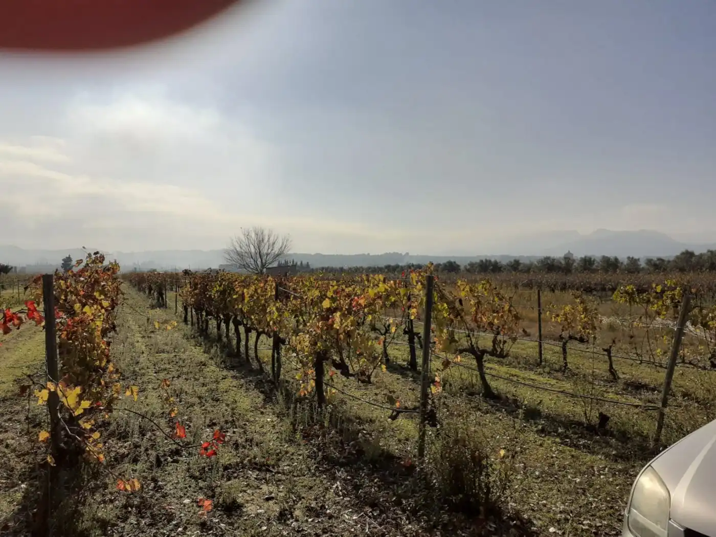 Finca rústica en venda en Ginestar