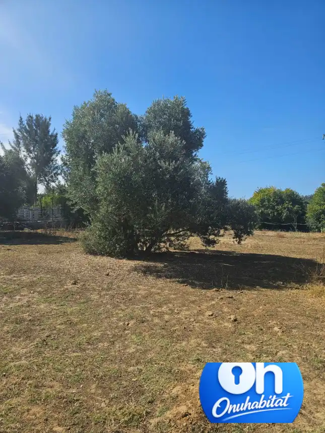 Terrenos y solares en venta en Gibraleón, imagen 16