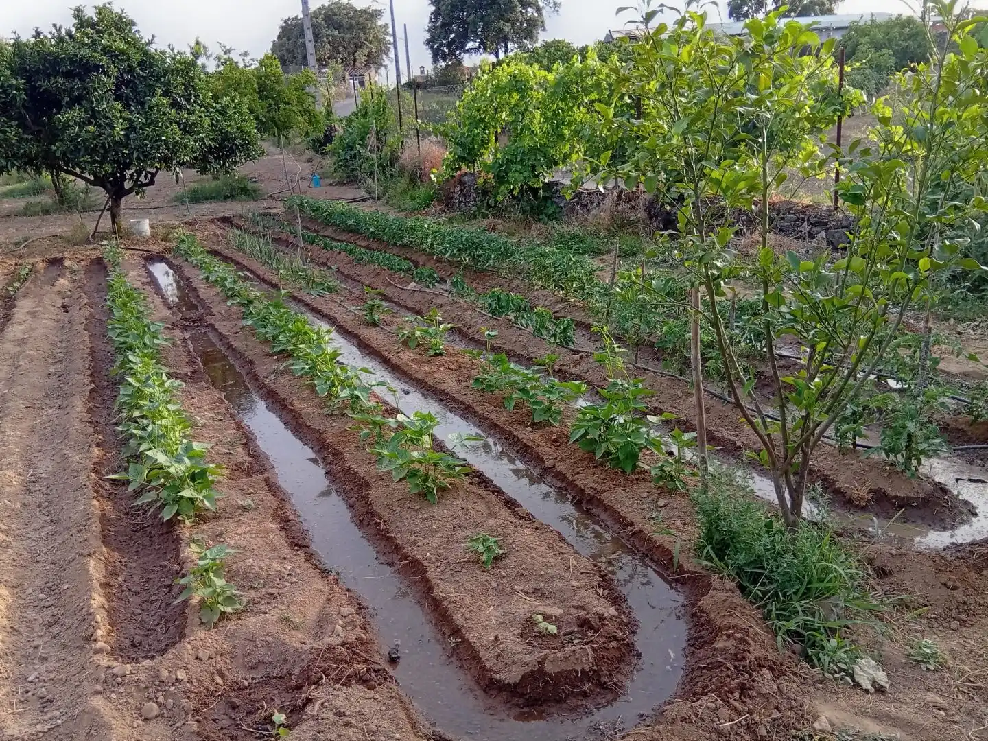 Garden of Land for sale in Villanueva de la Sierra