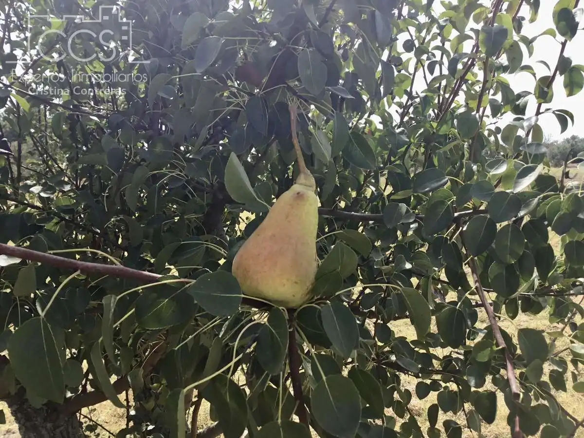 Terreni e lotti in vendita a Almonte ciudad, imagen 20
