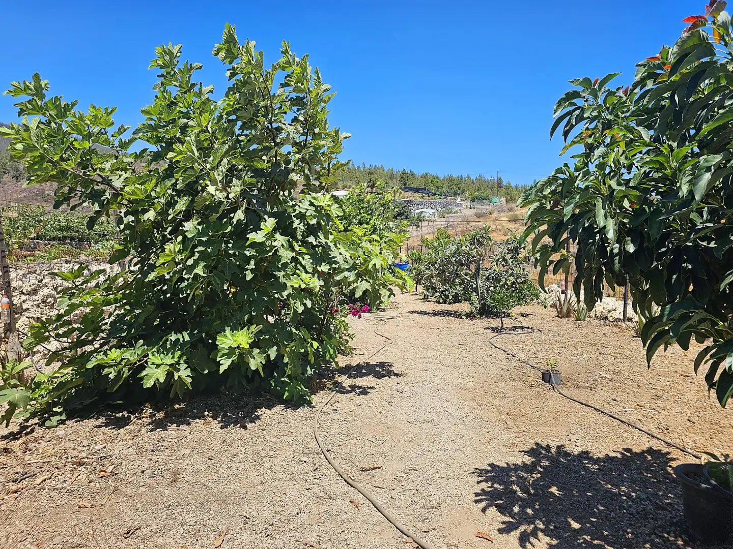 Finca rústica en venda en Granadilla de Abona