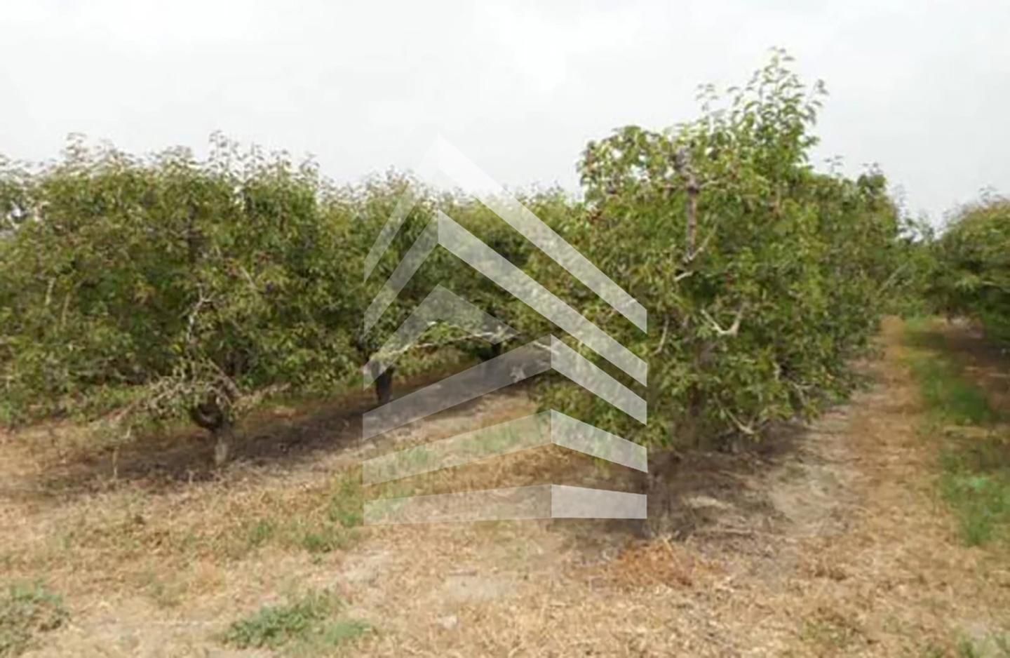Land for sale in Massalcoreig