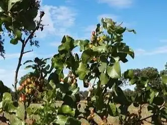 Garden of Land for sale in Santa Cristina de la Polvorosa