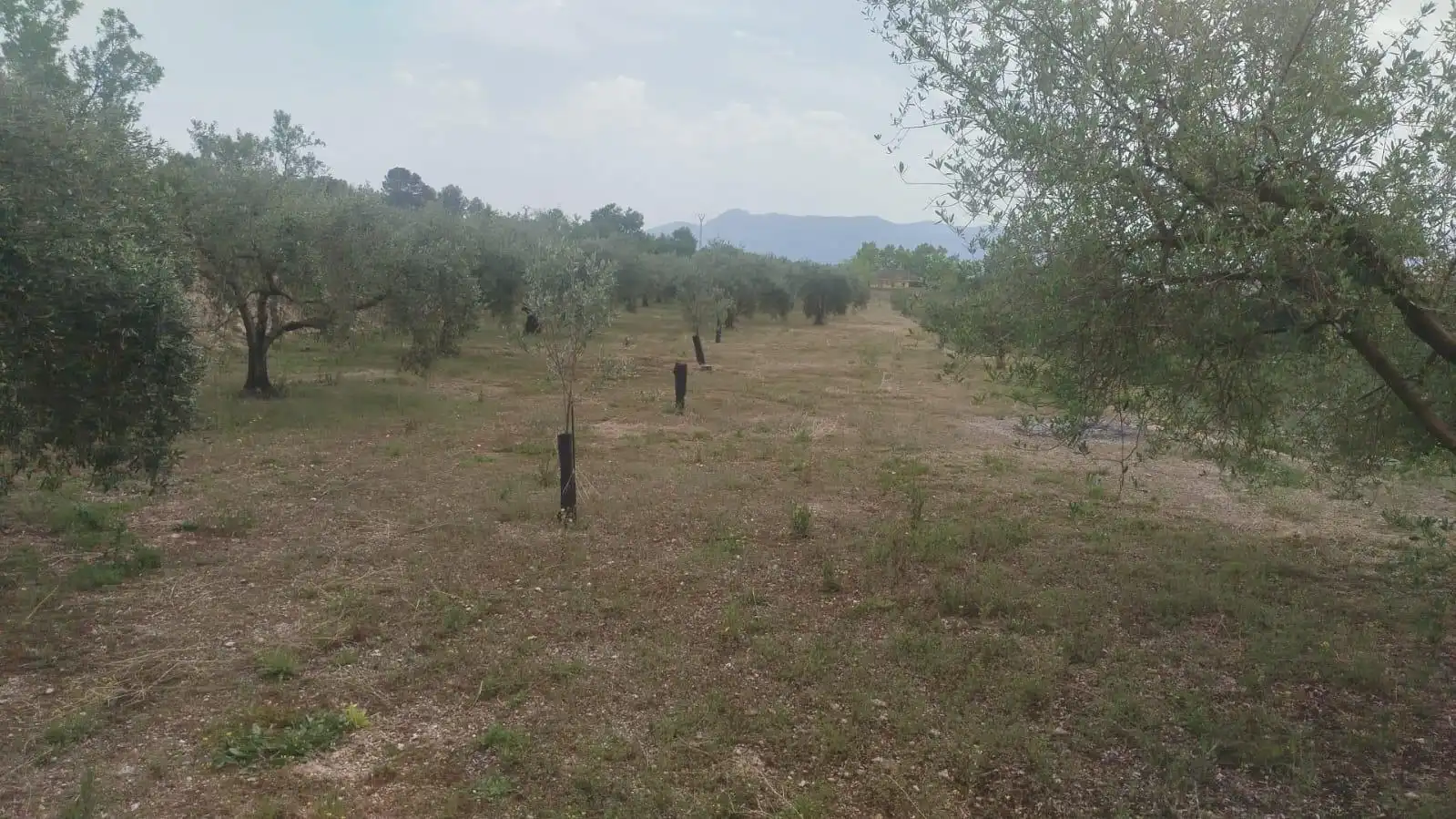 Terreno residencial en venta en L'Olleria, imagen 6