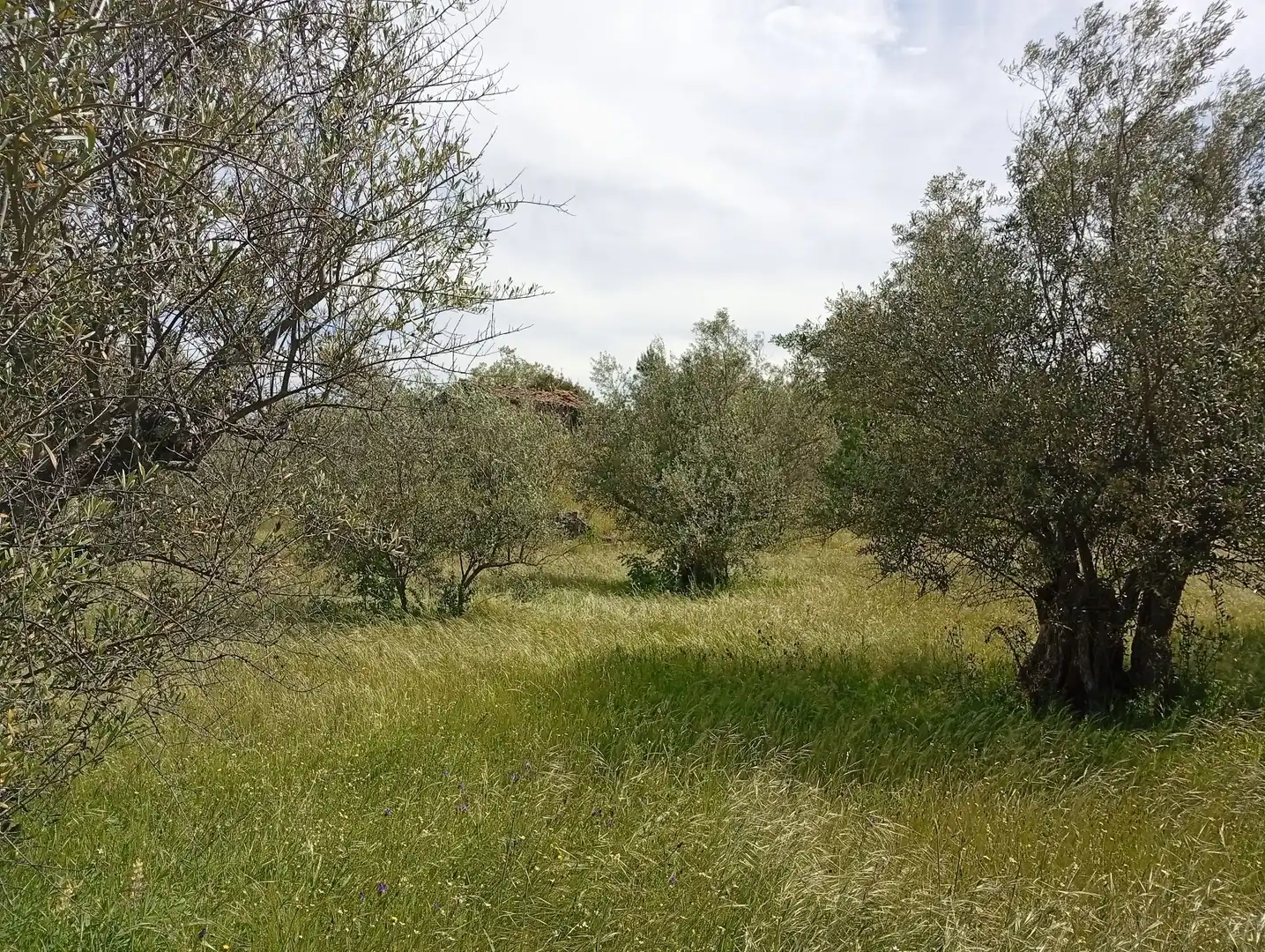 Terreni e lotti in vendita a Villanueva de la Vera, imagen 17