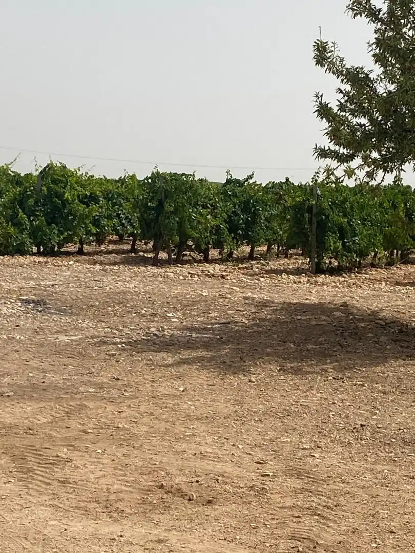 Terreno en venta en Socuéllamos