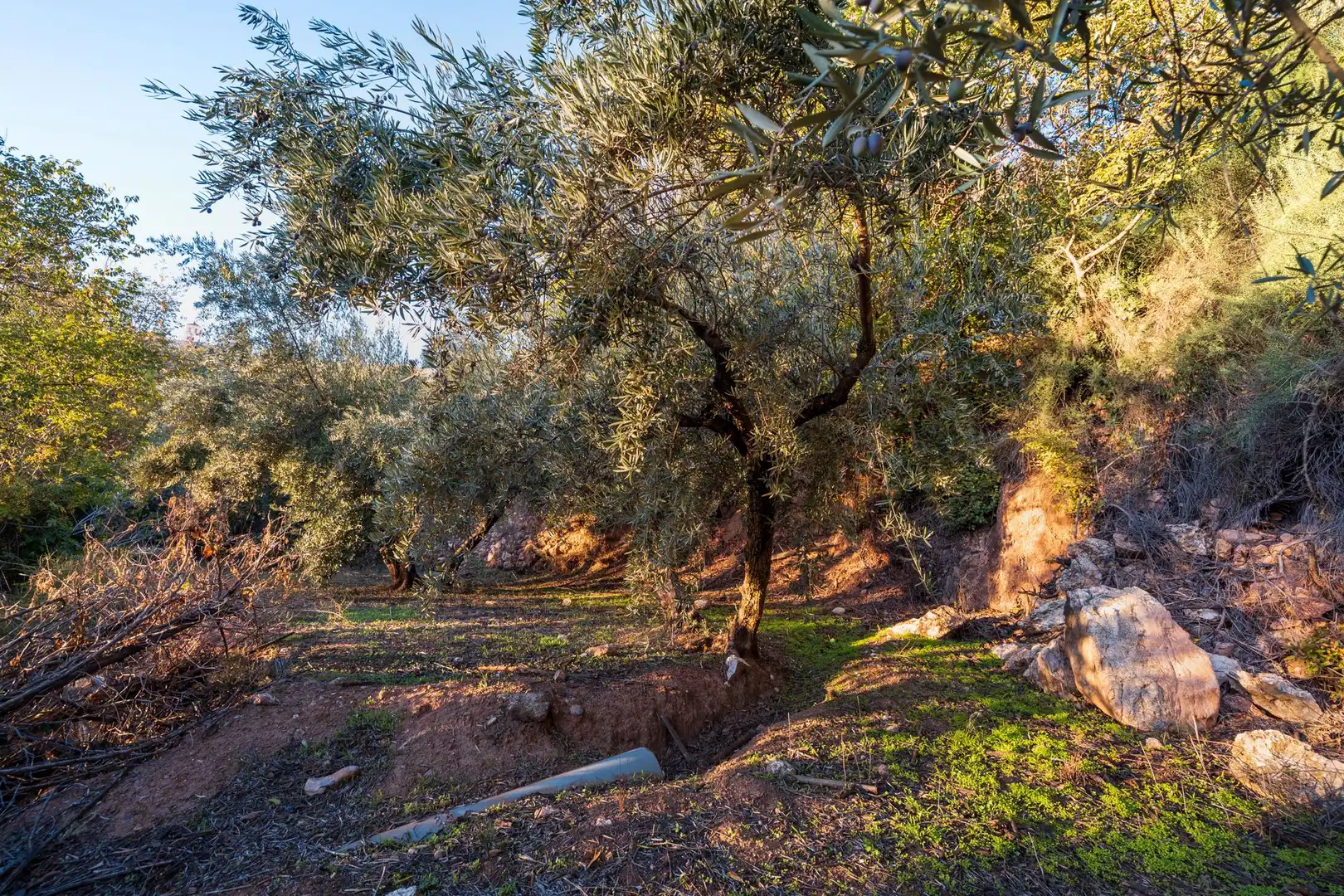 Casa o xalet en venda en Cogollos de la Vega
