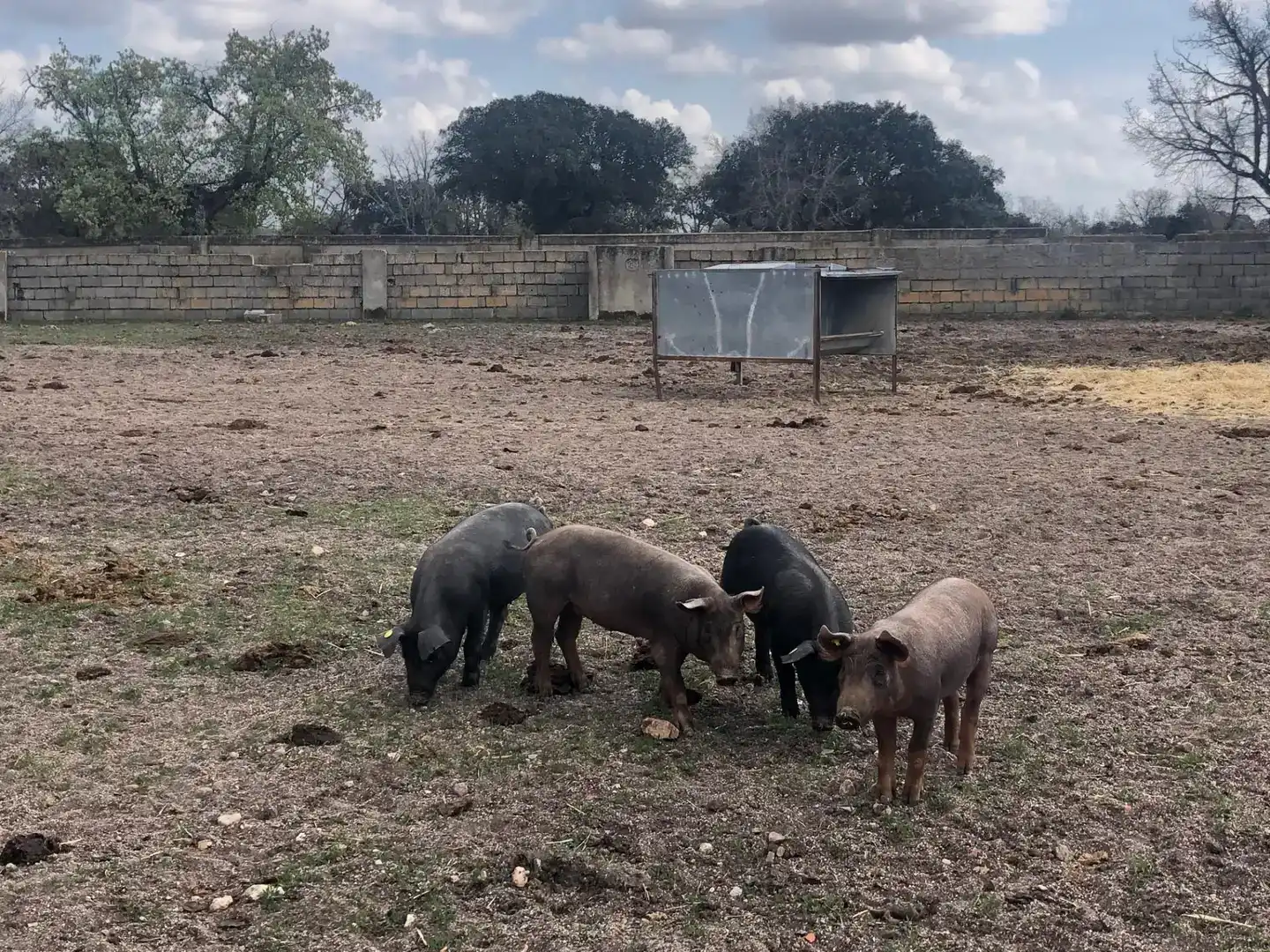 Vista exterior de Terreno en venta en Fuentes de Oñoro