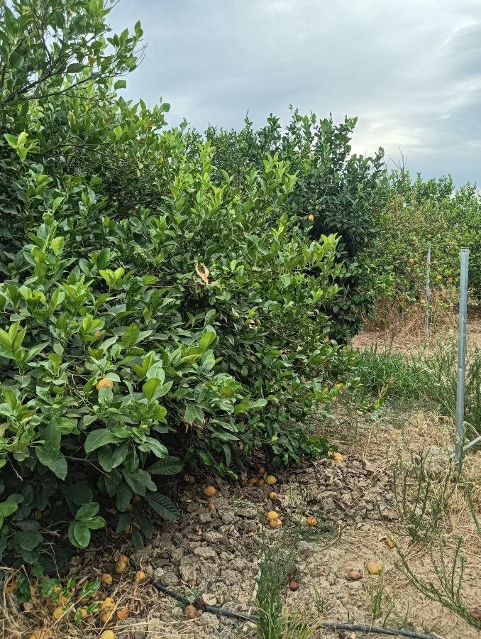 Grundstücke zum Verkauf in Alhaurín de la Torre