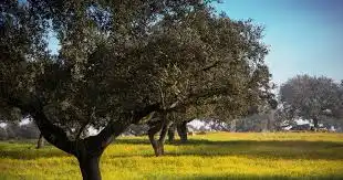Rural land for sale in Marchena, imagen 2