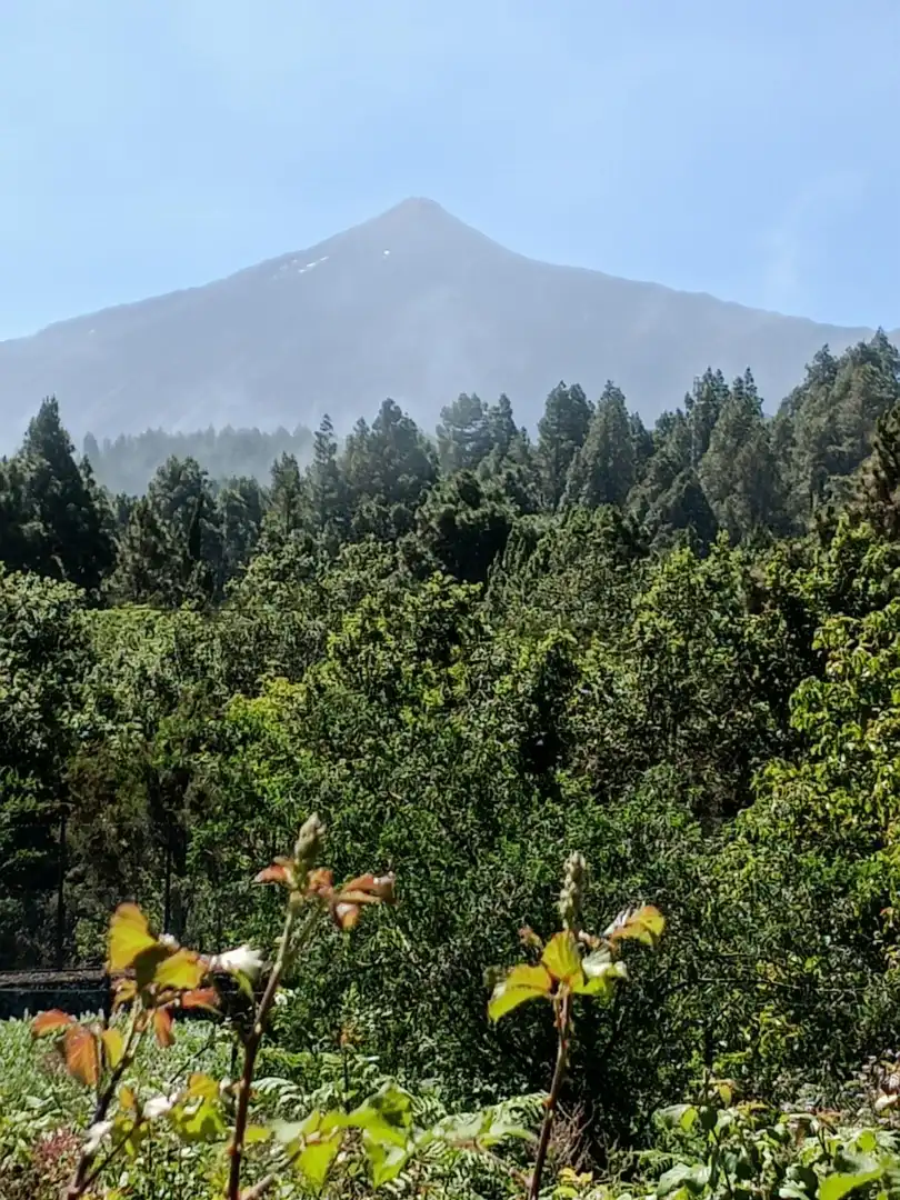 Vista exterior de Finca rústica en venta en Garachico