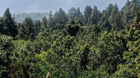 Foto 4 de Finca rústica en venta en Garachico, Santa Cruz de Tenerife