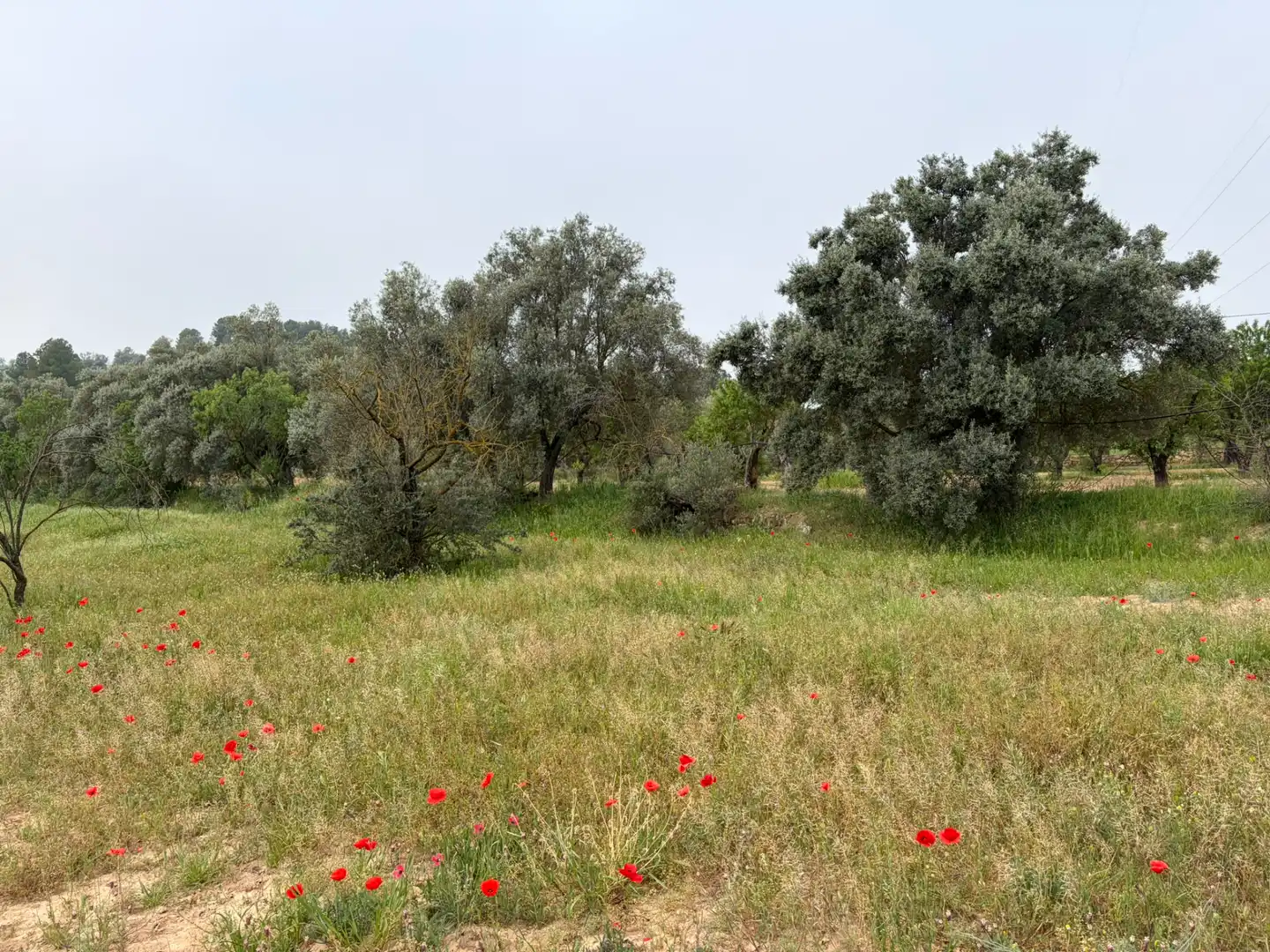Terreno rustico in vendita a Ascó