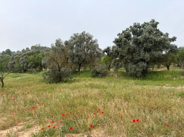 Terreno rustico in vendita a Ascó