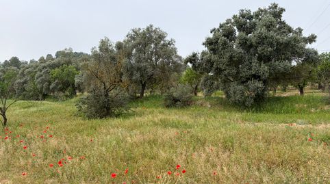 Parcela agrícola rústica en venta: un remanso de paz en el campo.