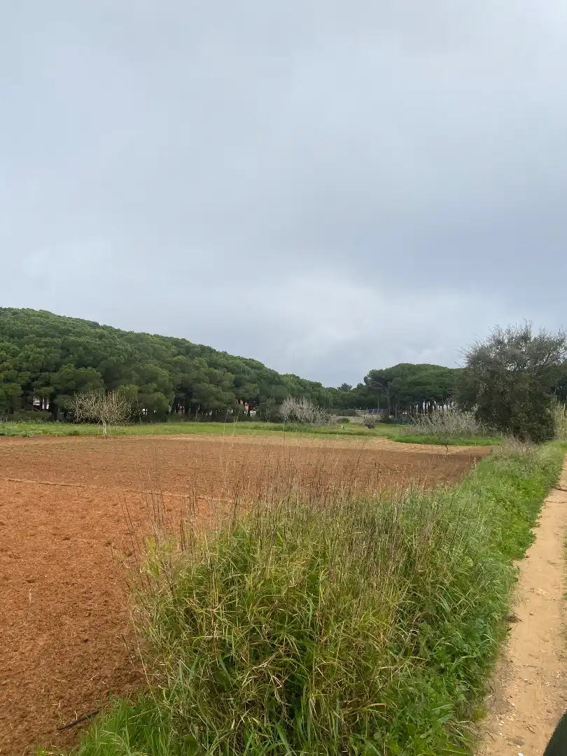Terrenys i solars en venda a Camino del Lagar 29, imagen 5