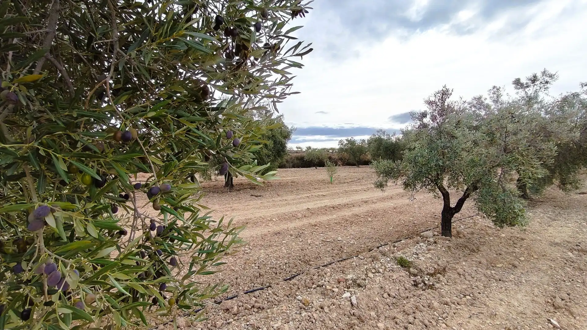Terreno rústico en venta en Monóvar  / Monòver, imagen 2