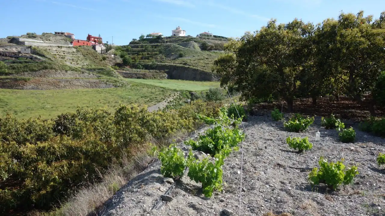 Vista exterior de Finca rústica en venda en Molvízar
