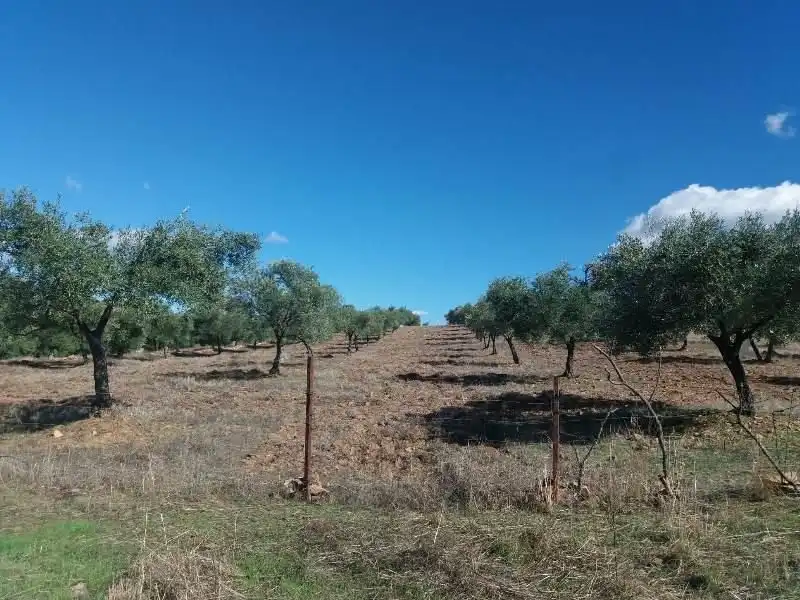 Residential land for sale in Fuente Obejuna, imagen 14