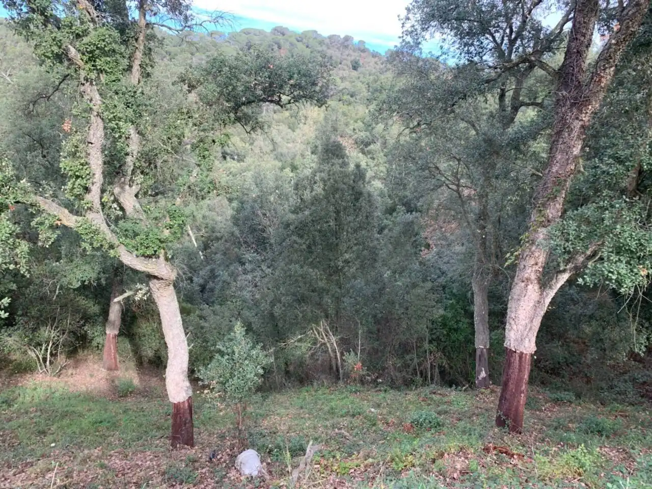 Rural land for sale in Calle llanega blanca 900, imagen 2