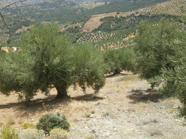 Terreno en Venta en N/A en Huelma