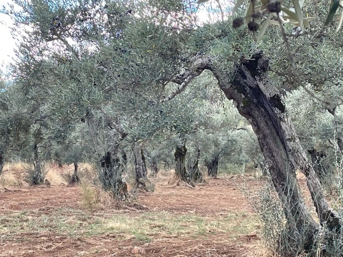 Grundstücke zum Verkauf in Cilleros, Cáceres