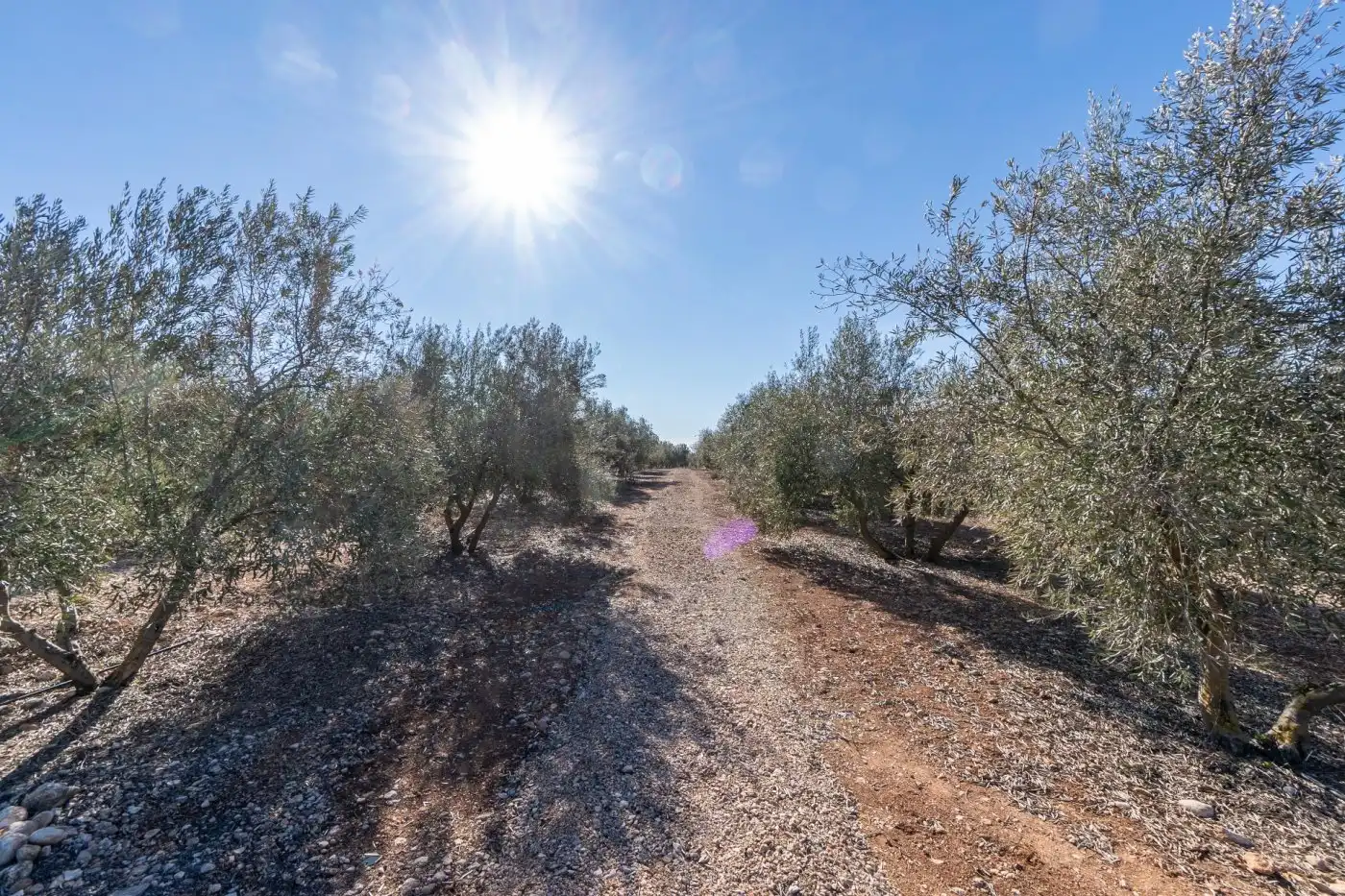 Terreni e lotti in vendita a Pago cortijo de las Monjas, imagen 34