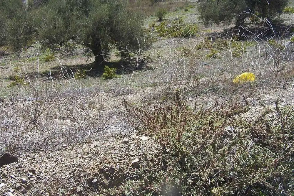 Terreno rustico in vendita a Árchez, imagen 8