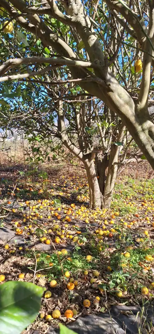 Jardín de Finca rústica en venta en Los Realejos con Jardín privado y Terraza