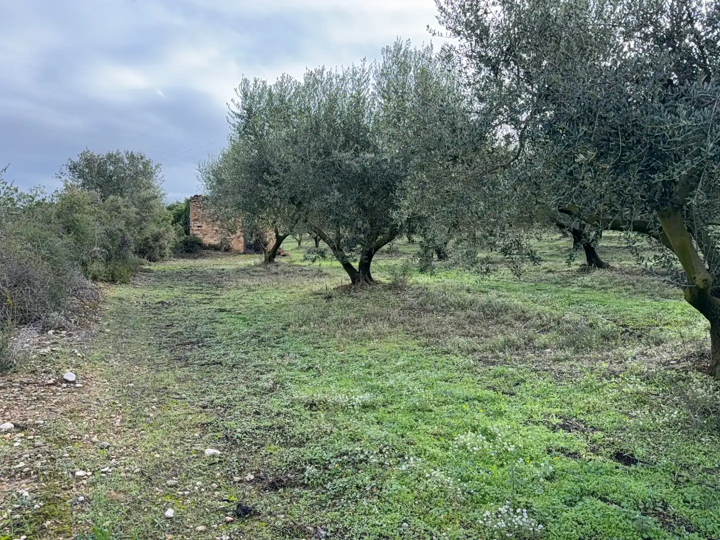 Terrain rustique à vendre à Camí de Vallmoll a Valls 17, imagen 6