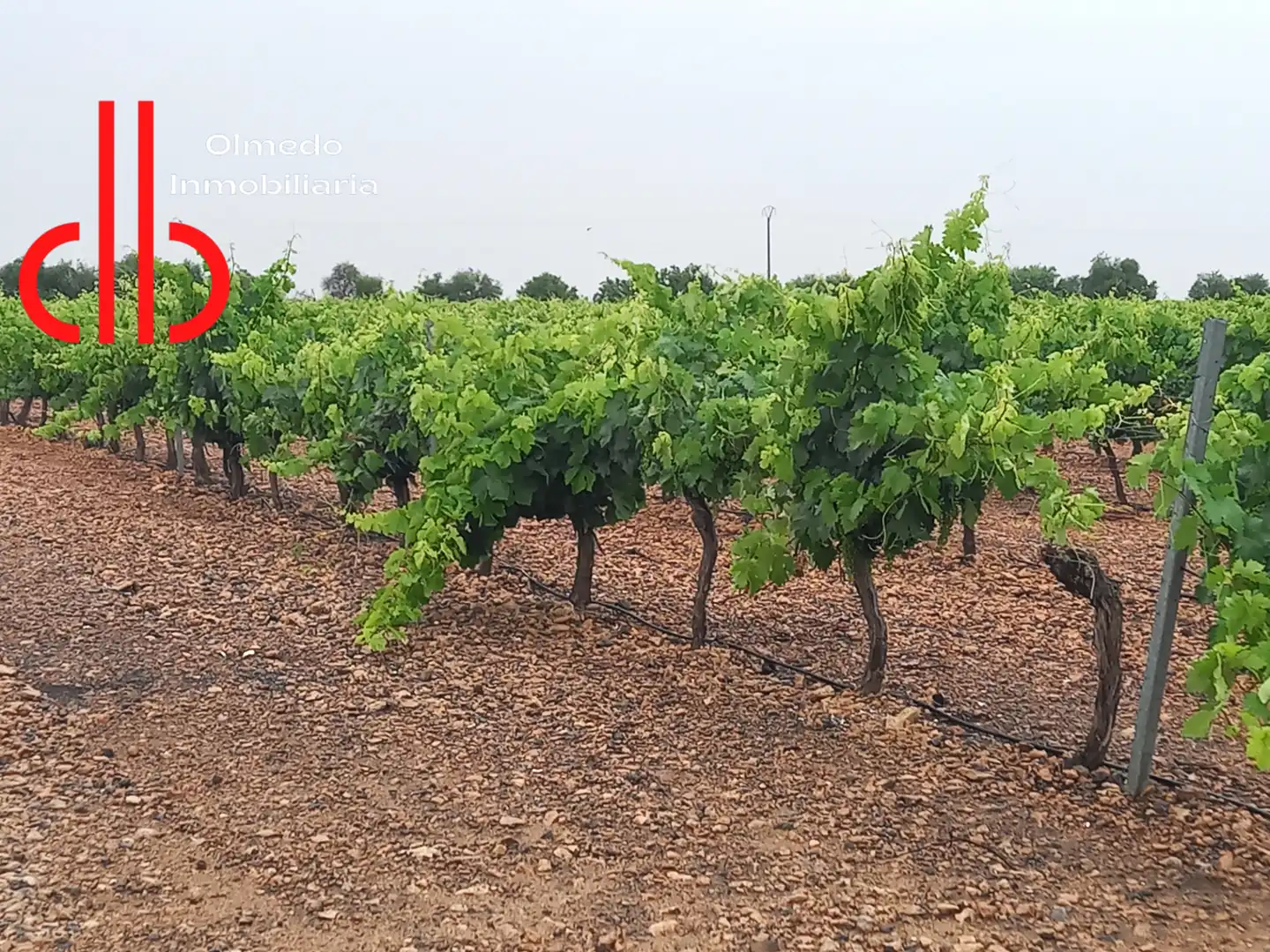 Rustikales Grundstück zum Verkauf in Pedro Muñoz, imagen 5