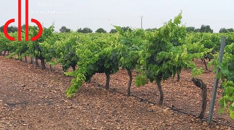 VIÑA EN ESPALDERA  DE RIEGO EN PEDRO MUÑOZ, immagine 5