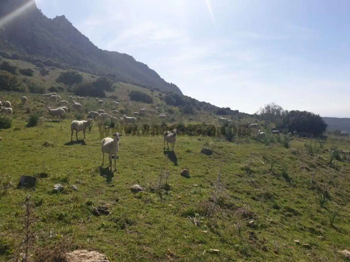 Residencial en venda a Casares, Málaga