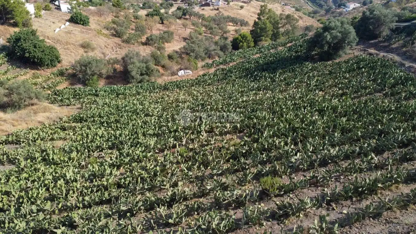 Terreny rústic en venda a Vélez-Málaga ciudad, imagen 14