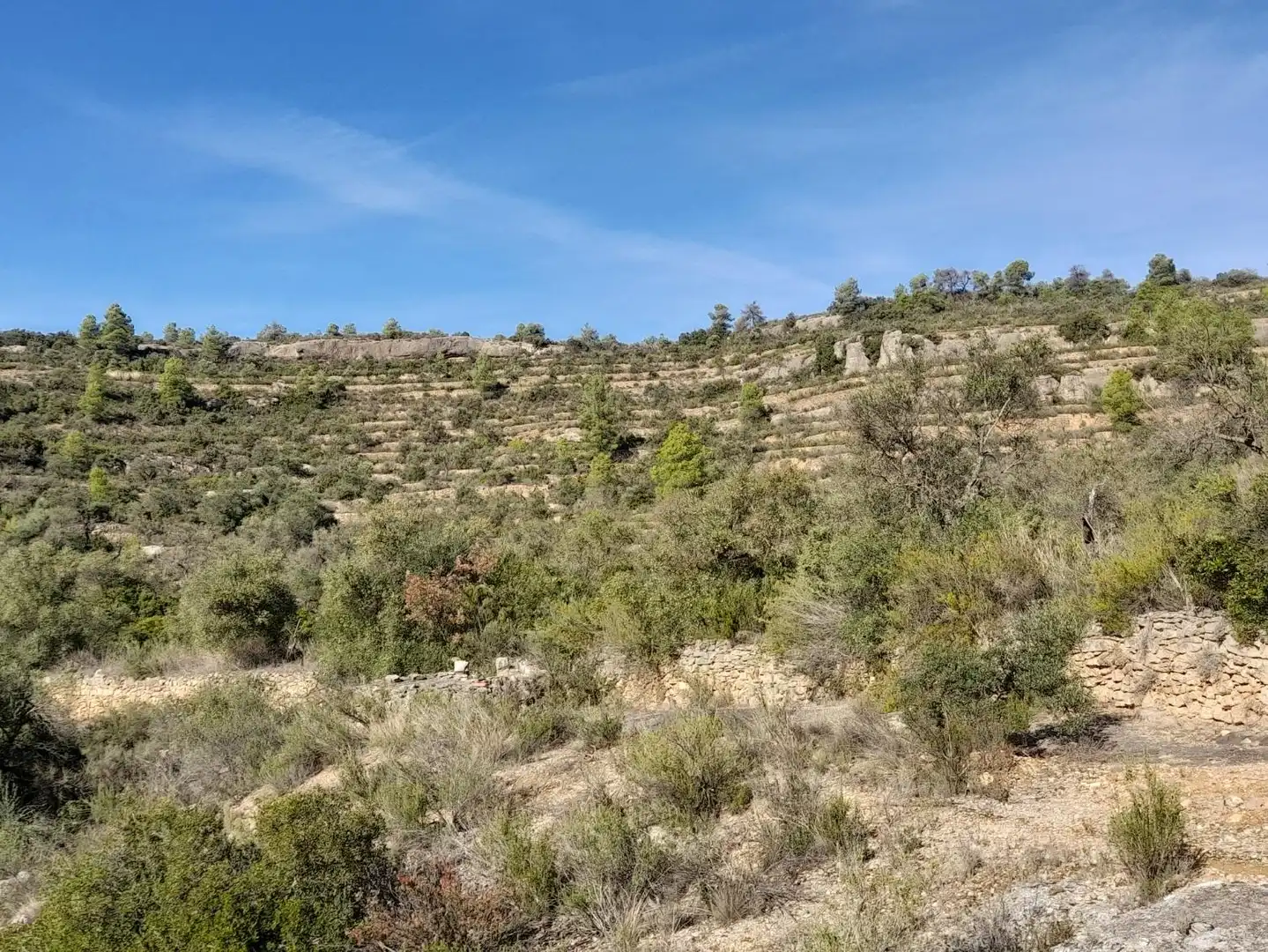Land for sale in La Palma d'Ebre
