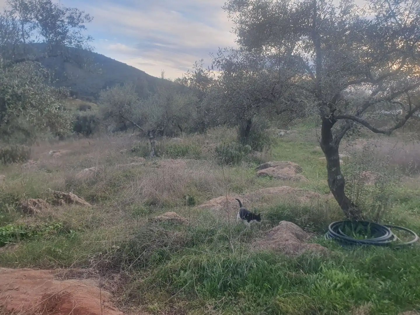 Terreno en venta en Guadalcanal