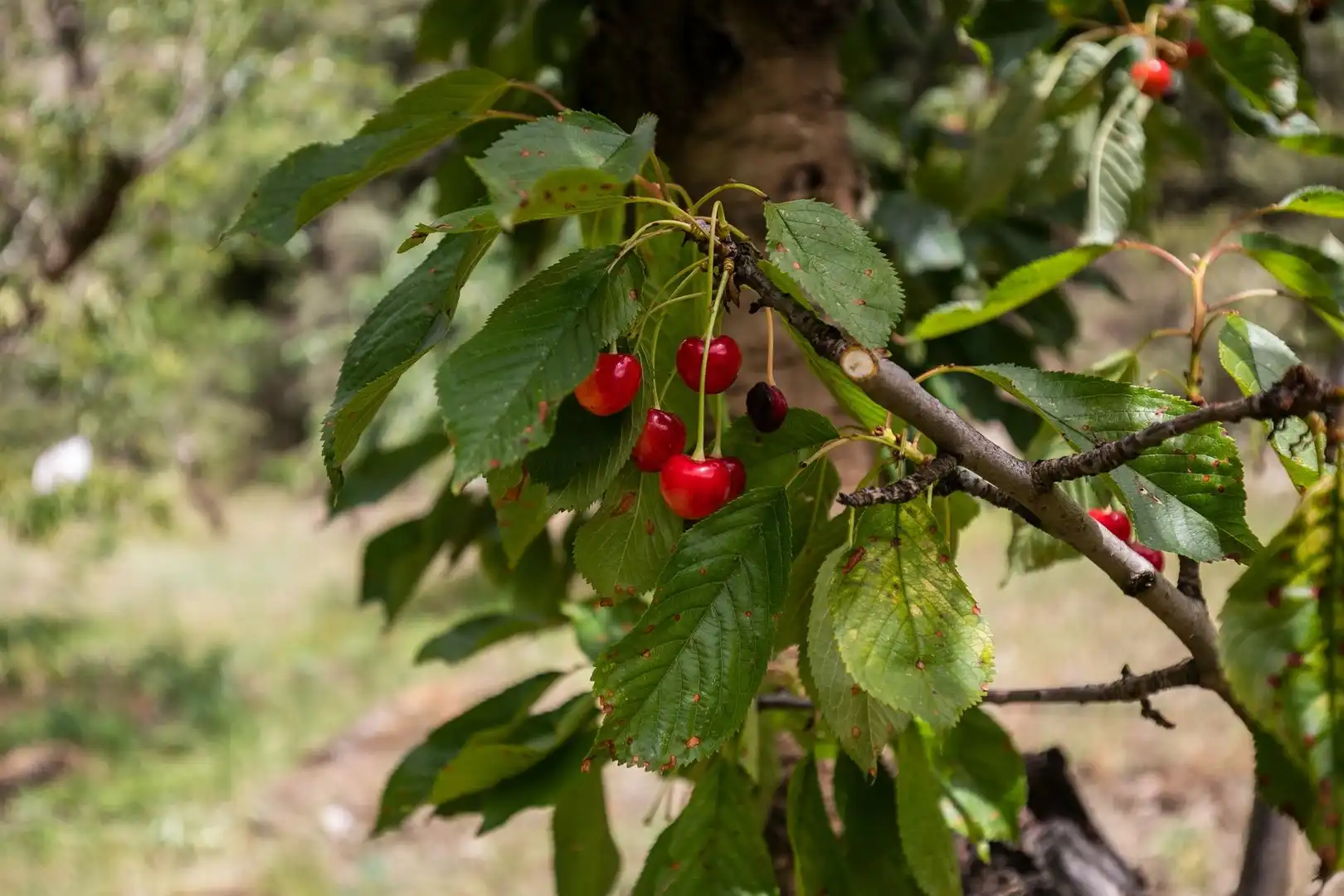 Terreni e lotti in vendita a Majadillas, imagen 48