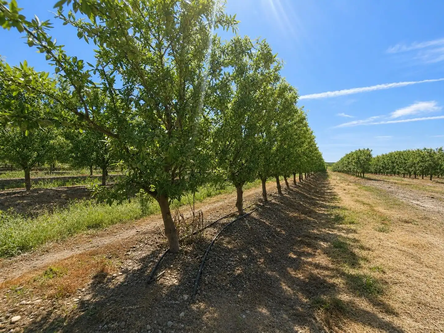 Land for sale in Torrejoncillo