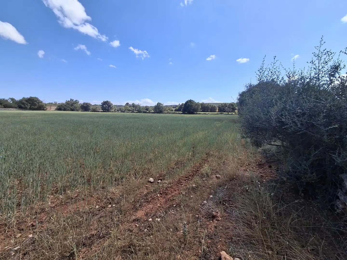 Rural land for sale in Felanitx Poble, imagen 6