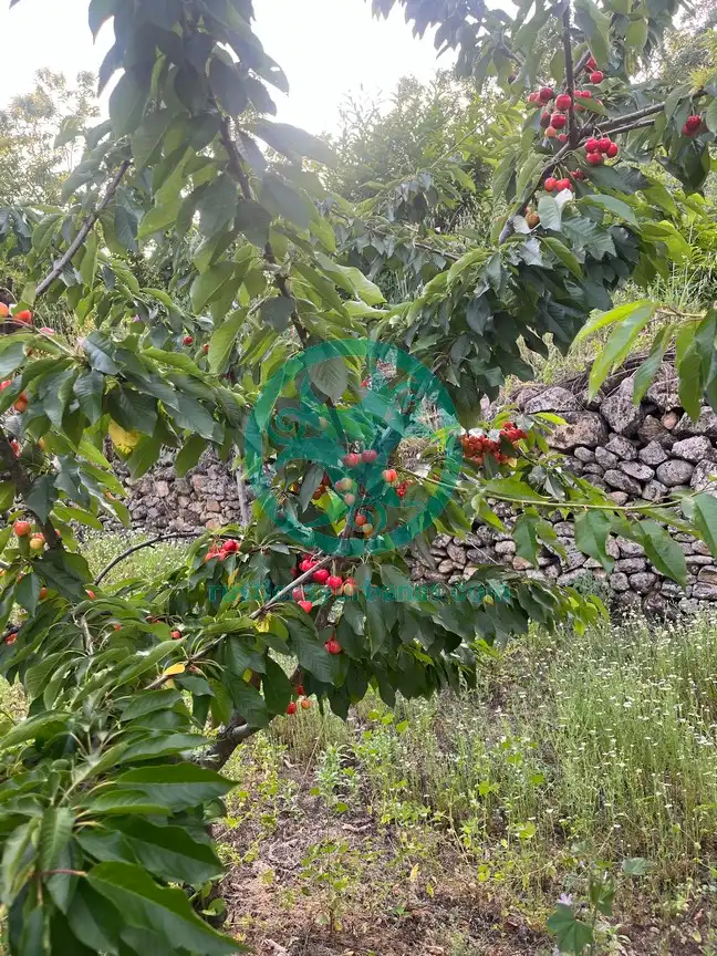 Terreni e lotti in vendita a Garganta la Olla, imagen 21