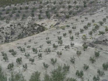 Rural land for sale in Quesada