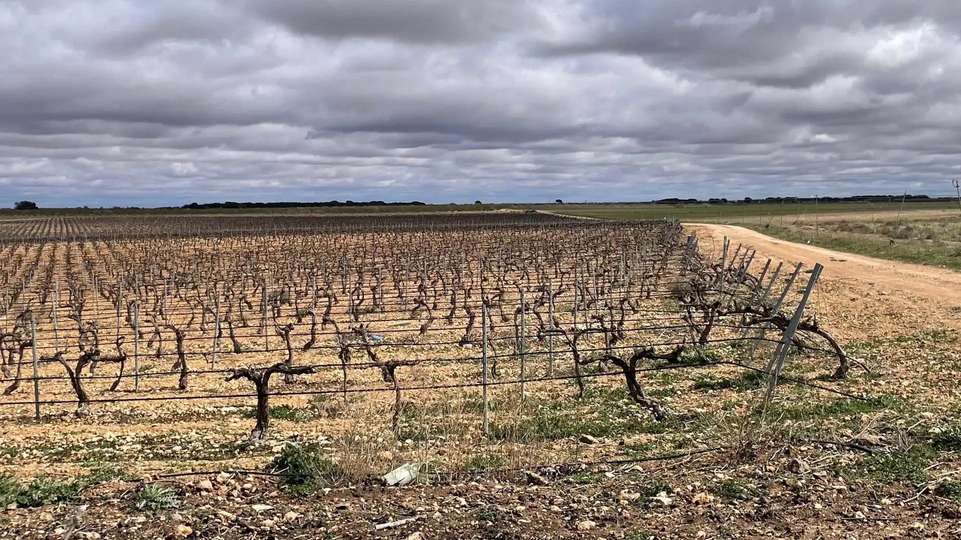 Terreny rústic en venda a Tarazona de la Mancha, imagen 3